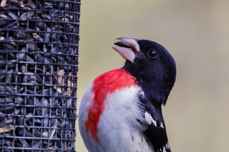 Rose breasted grosbeak
